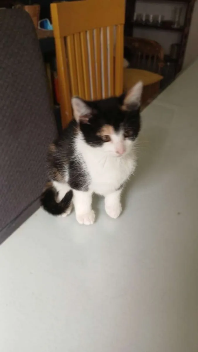 kitten - Image 2