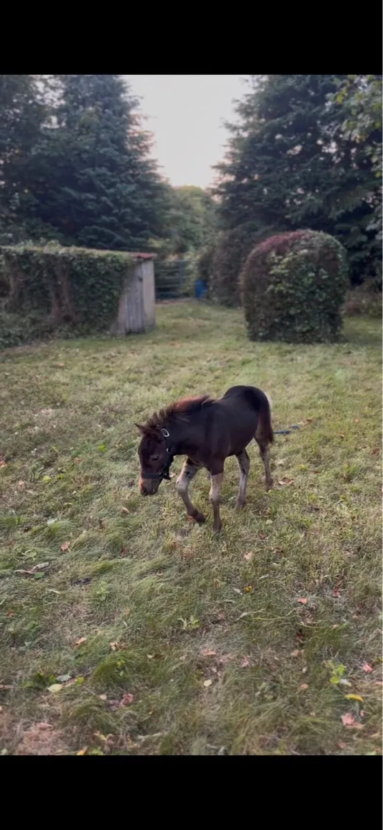 Miniature filly - Image 4