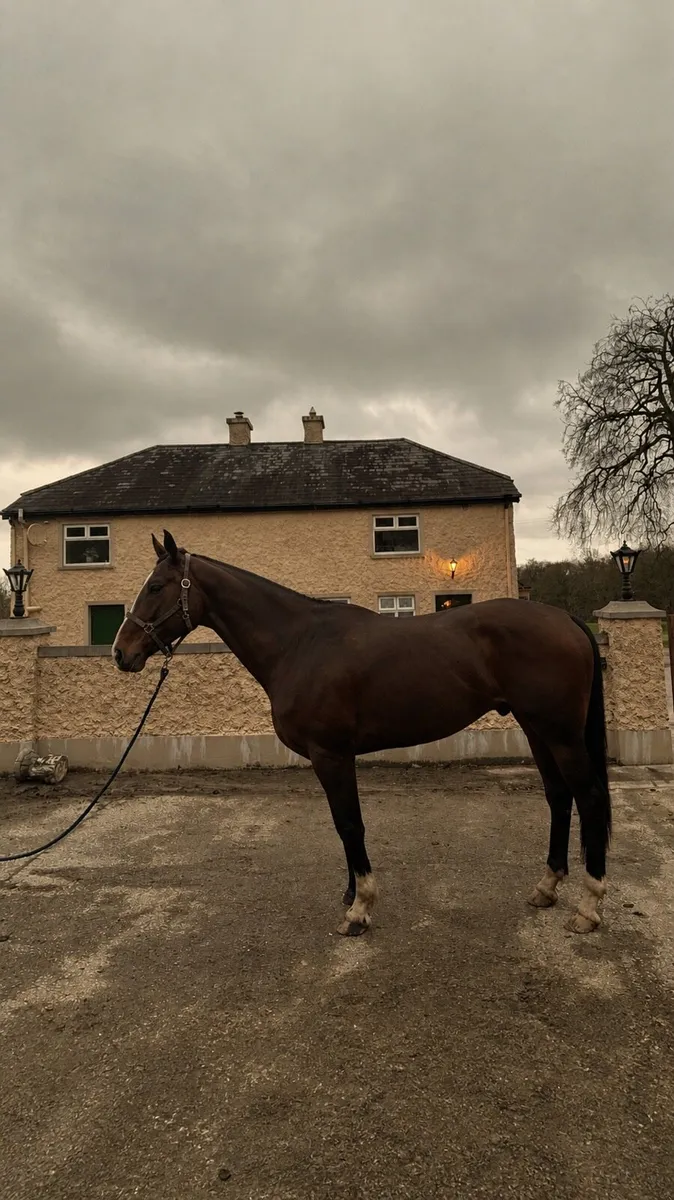 ☘️16.1hh bay ish☘️ - Image 2
