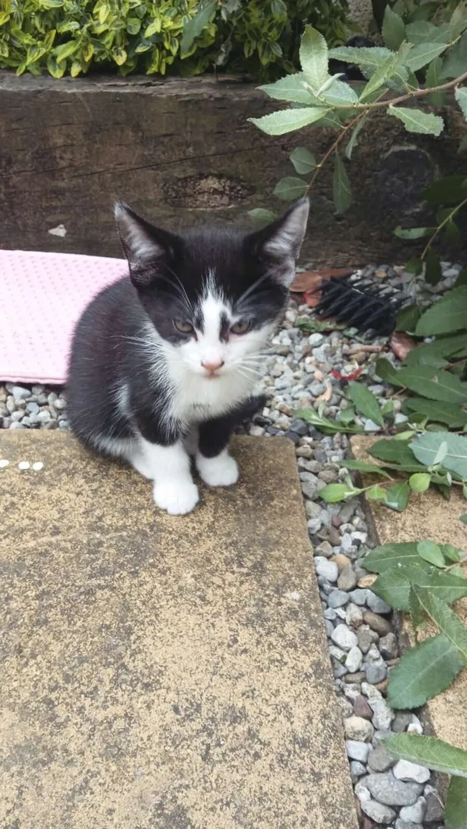 kitten - Image 3