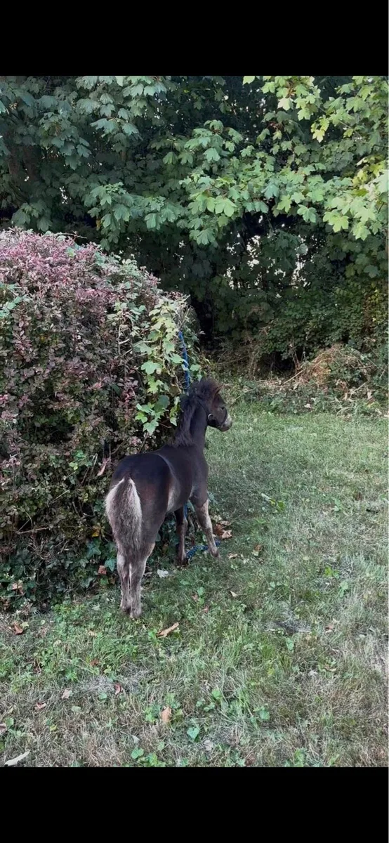 Miniature filly - Image 3