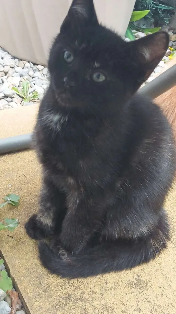 kitten - Image 4