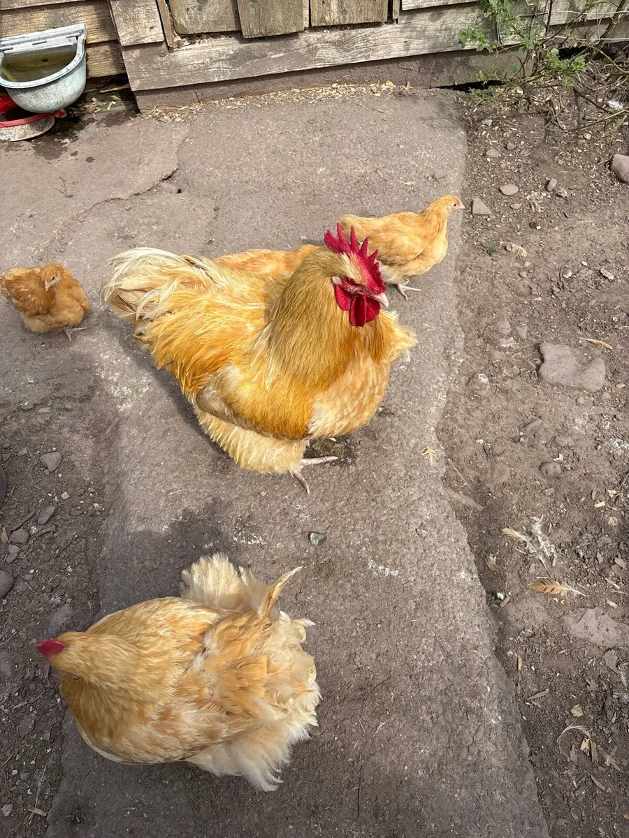 Orpington Buff Chicks and Chickens - Kerry - Image 1