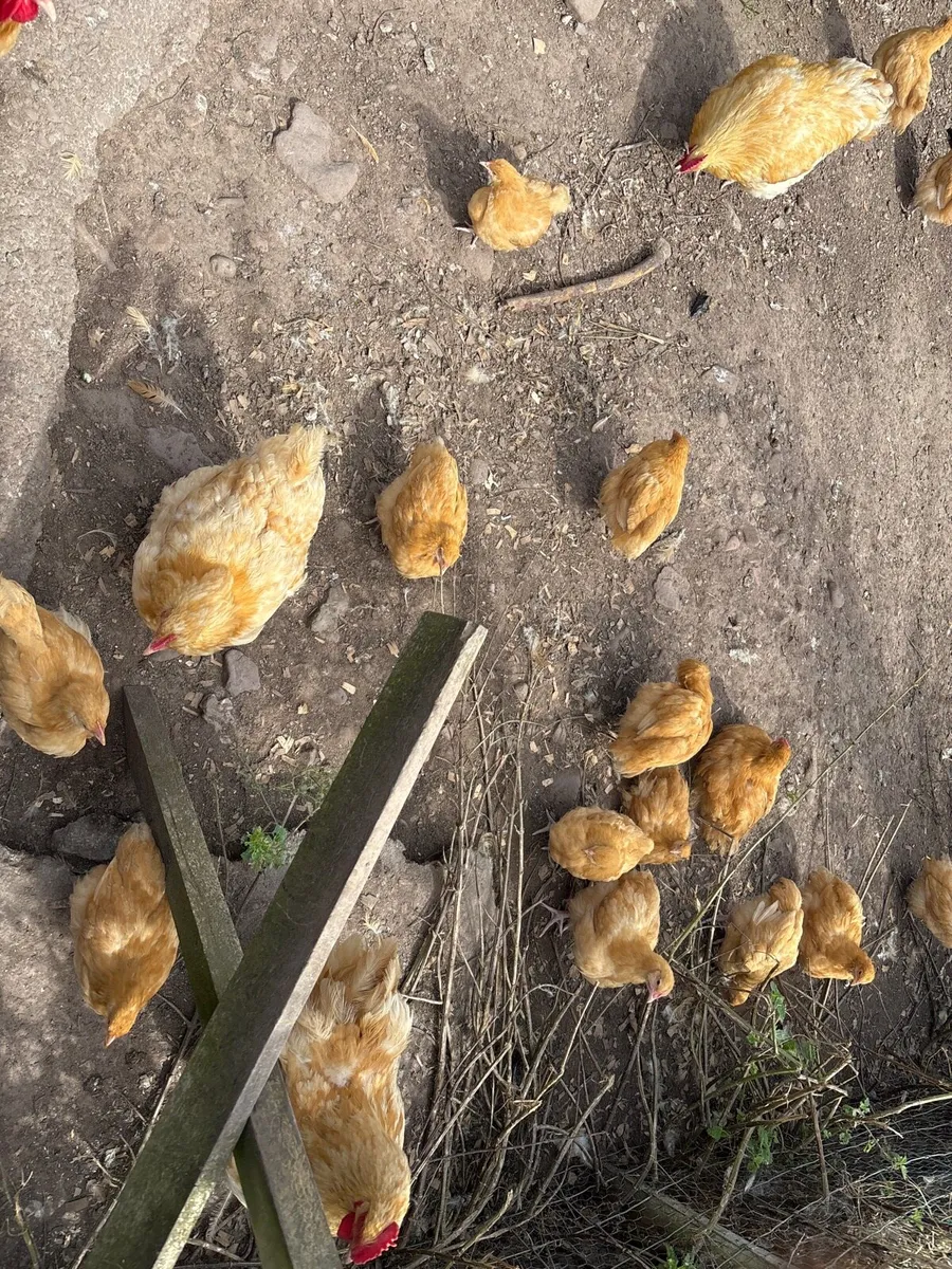 Orpington Buff Chicks and Chickens - Kerry - Image 2