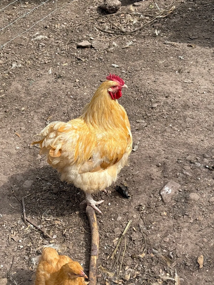 Orpington Buff Chicks and Chickens - Kerry - Image 3