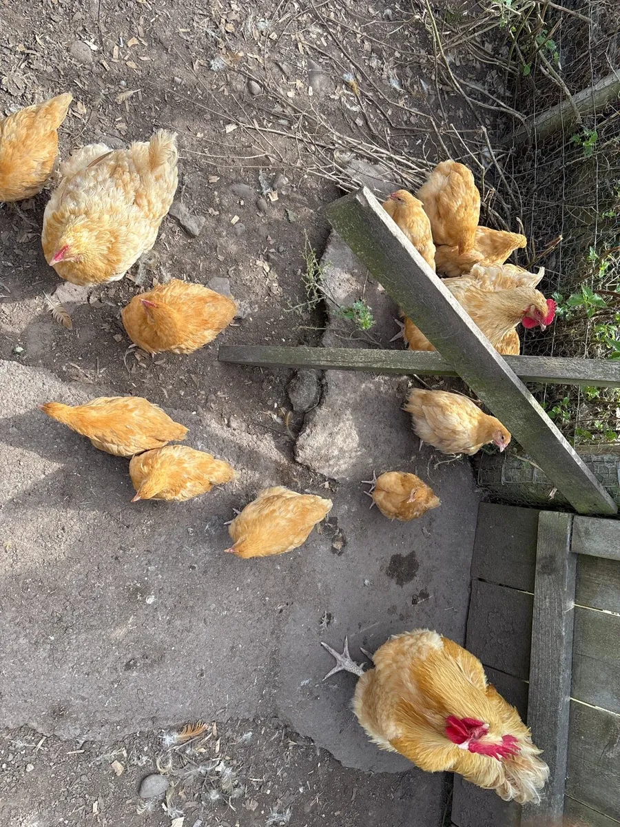 Orpington Buff Chicks and Chickens - Kerry - Image 4