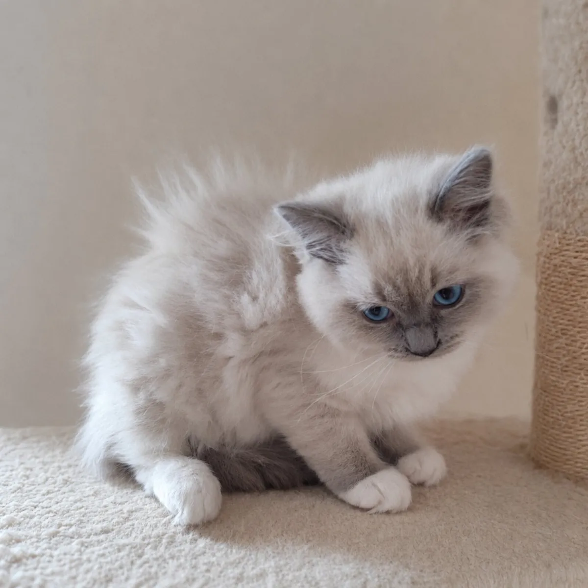 Purebred Ragdoll kittens - Last girl - Image 2