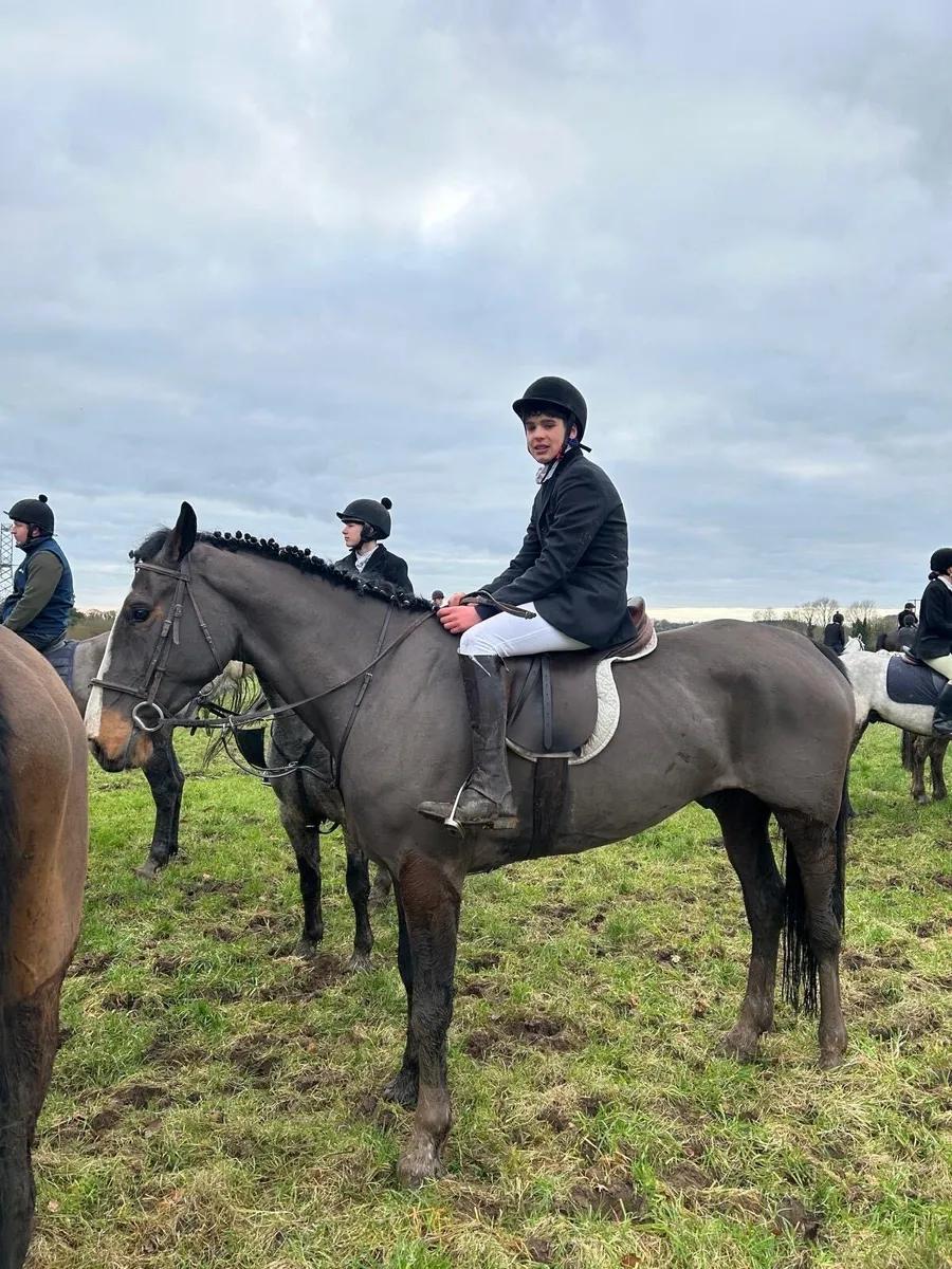 ☘️16.1hh bay ish☘️ - Image 1