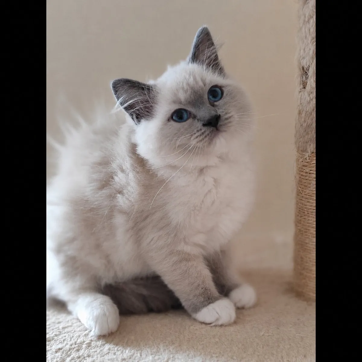 Purebred Ragdoll kittens - Last girl - Image 1