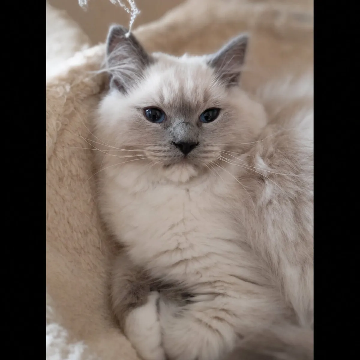 Purebred Ragdoll kittens - Last girl - Image 4