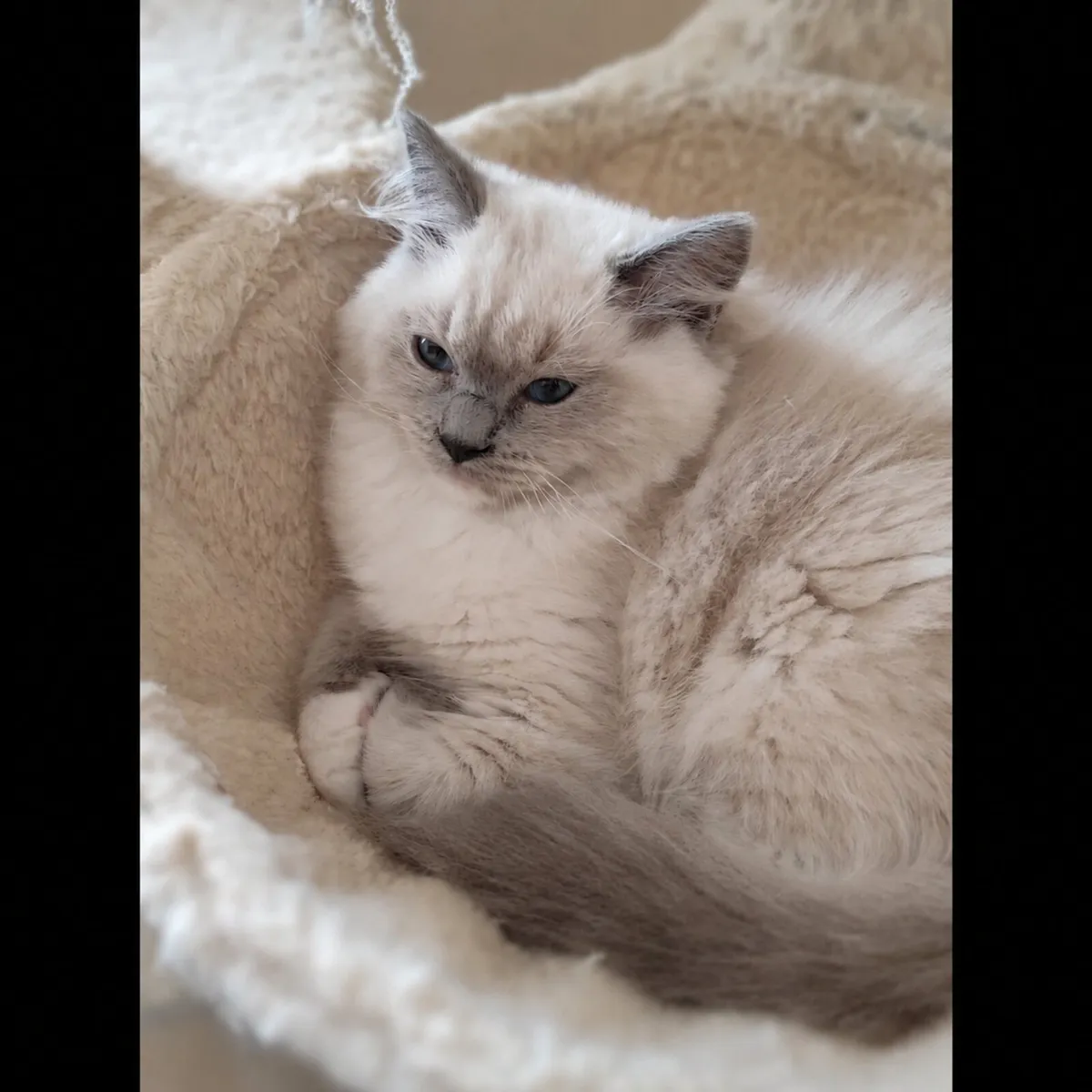 Purebred Ragdoll kittens - Last girl - Image 3