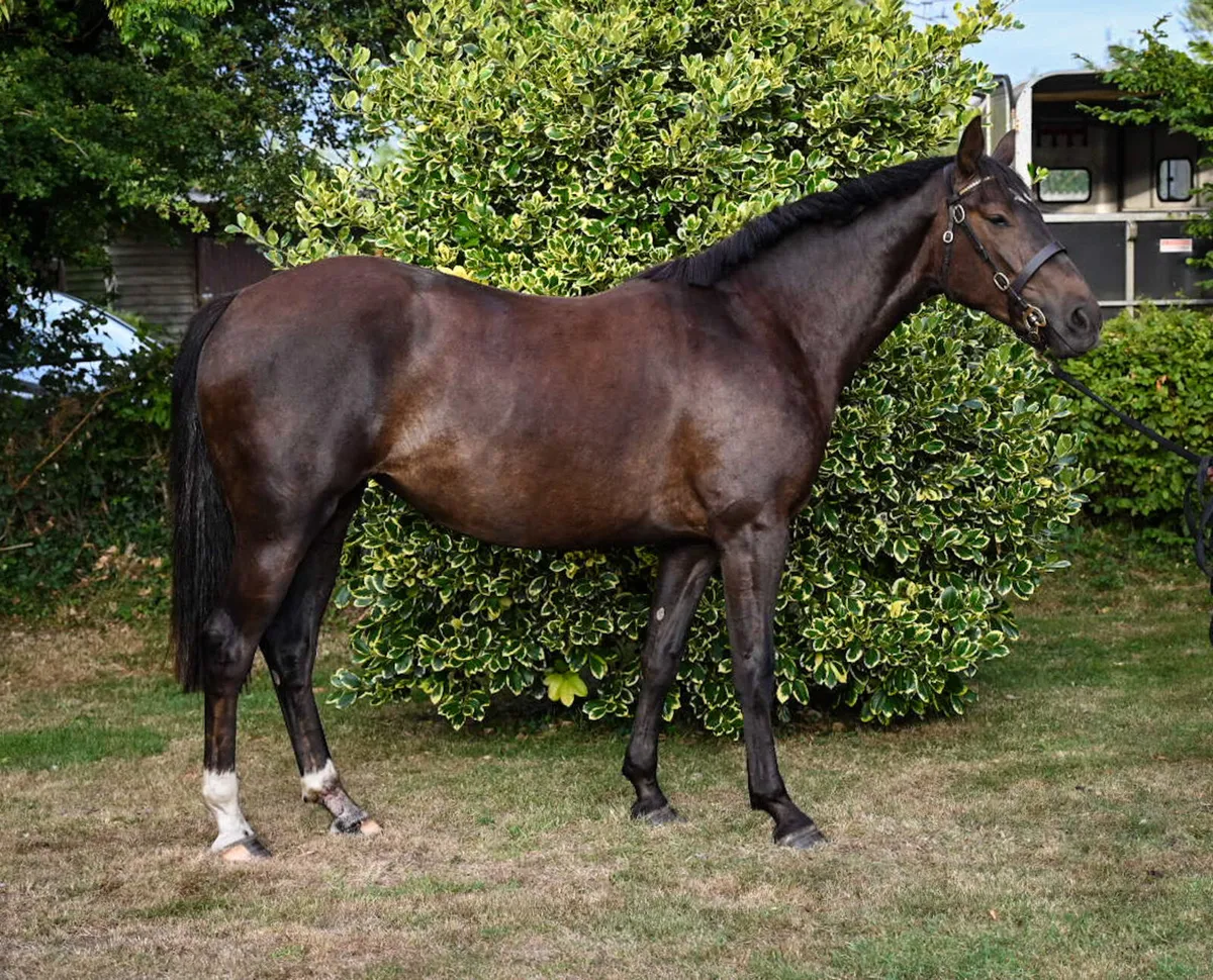 Gorgeous 3 Year Old TIH Filly - Image 1