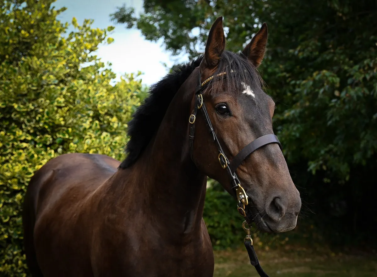 Gorgeous 3 Year Old TIH Filly - Image 2