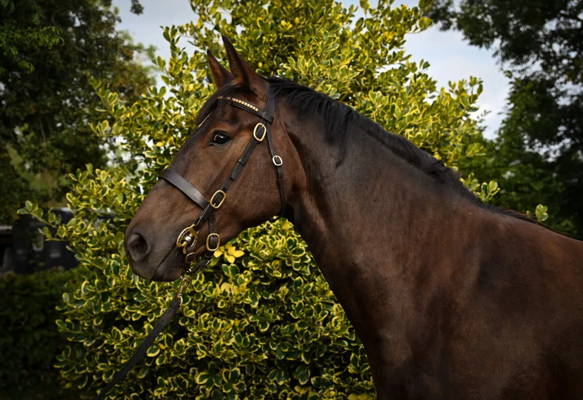 Gorgeous 3 Year Old TIH Filly - Image 3