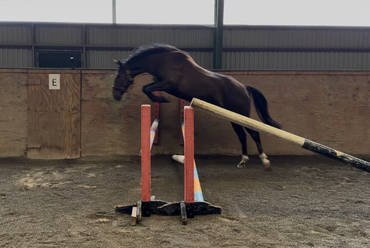 Gorgeous 3 Year Old TIH Filly - Image 4