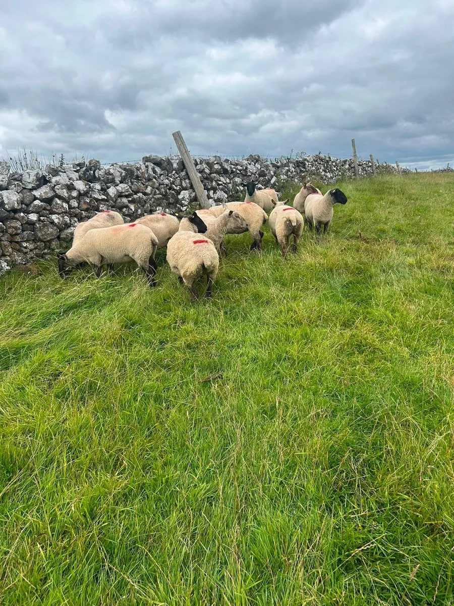 Ewe hoggets - Image 3