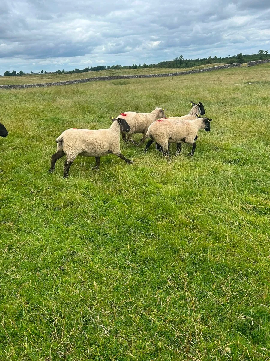 Ewe hoggets - Image 1