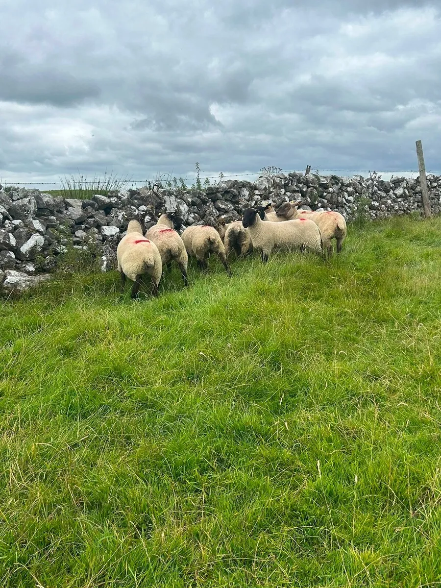 Ewe hoggets - Image 2