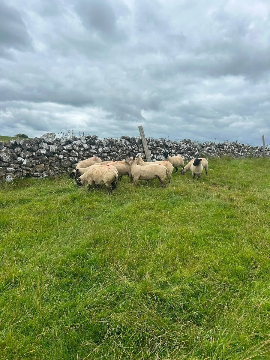 Ewe hoggets - Image 4