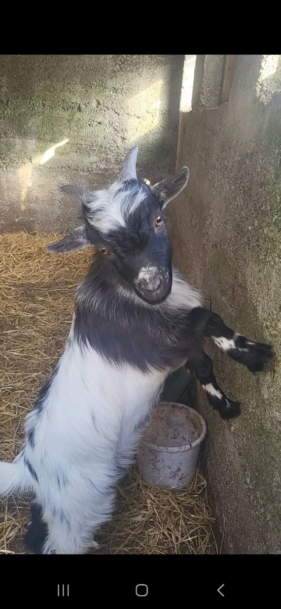 Male Pygmy Goat - Image 1