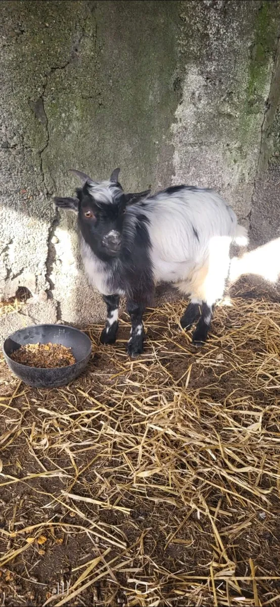 Male Pygmy Goat - Image 2