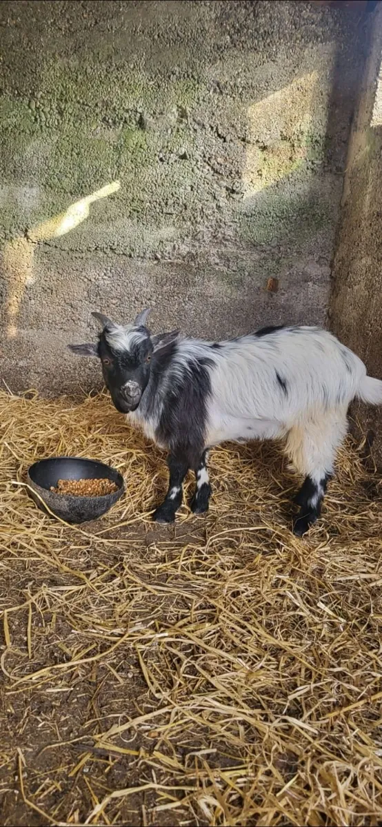 Male Pygmy Goat - Image 3