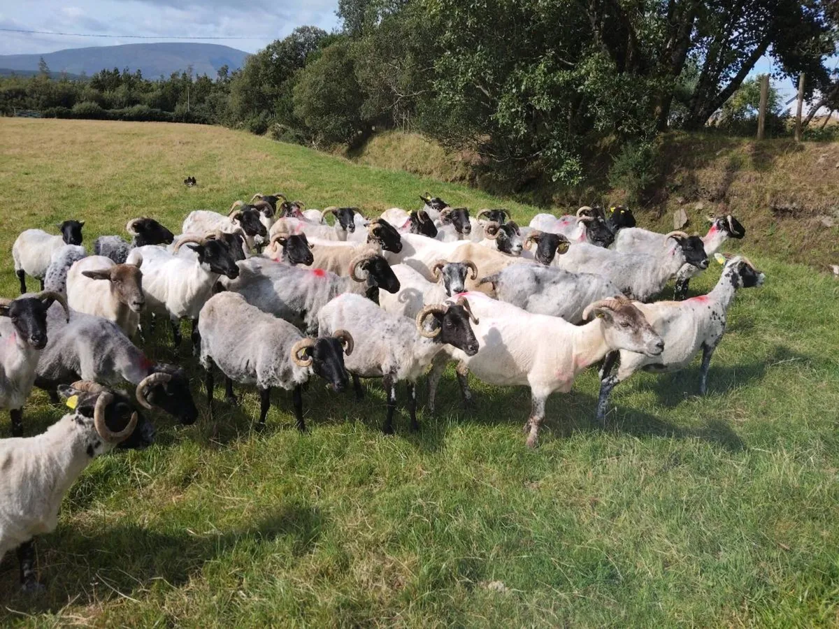 Ewe's for sale - Image 2