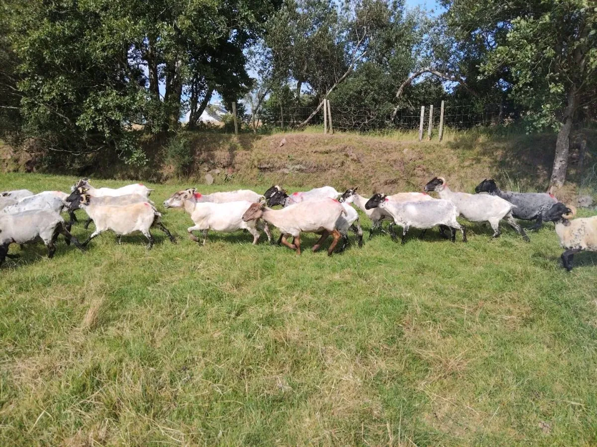 Ewe's for sale - Image 3