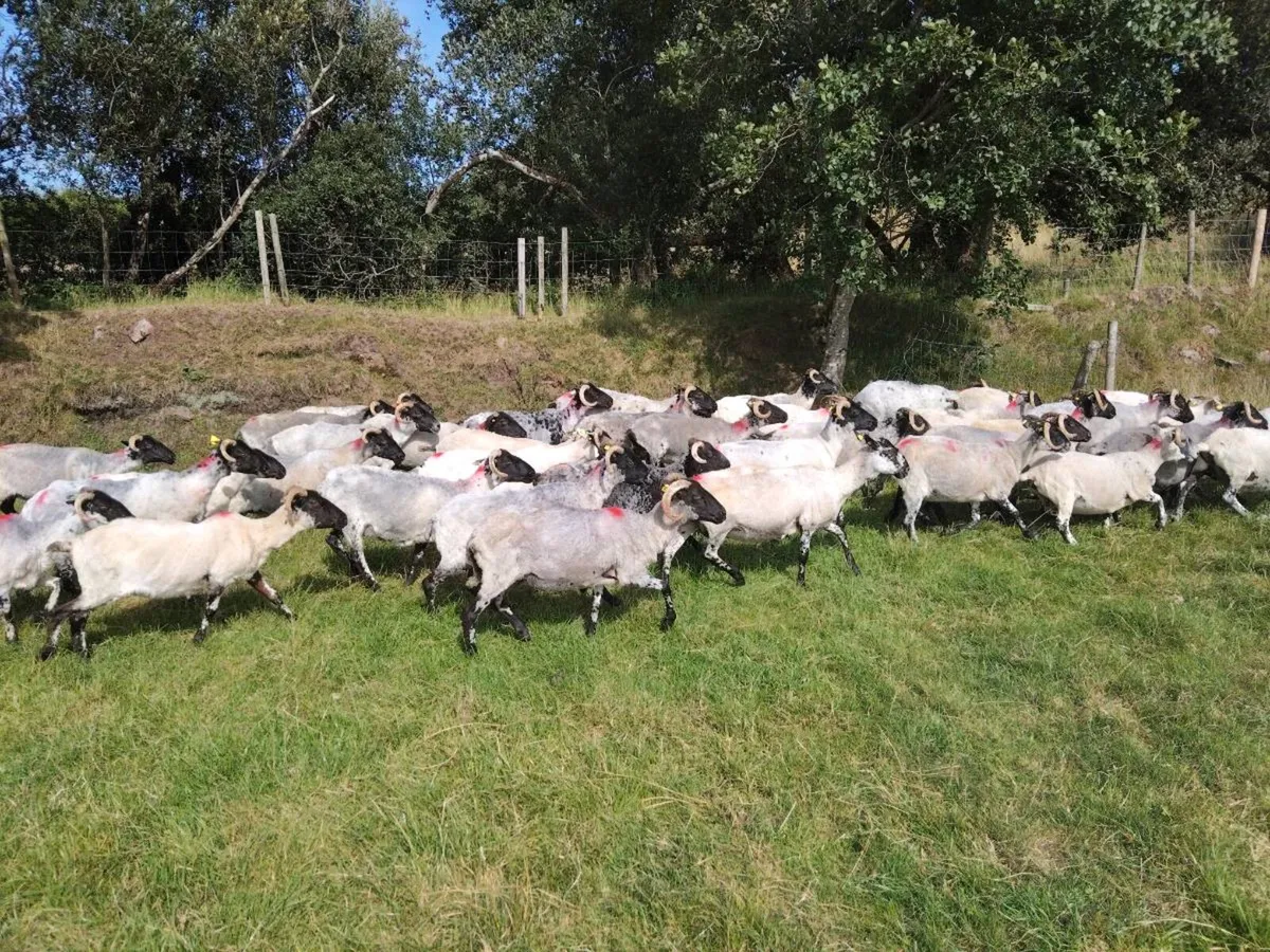 Ewe's for sale - Image 4