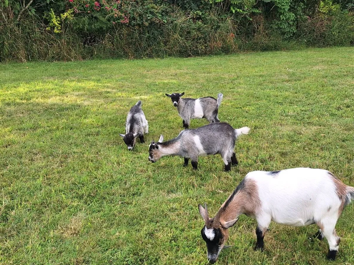 Pygmy kids goats - Image 2