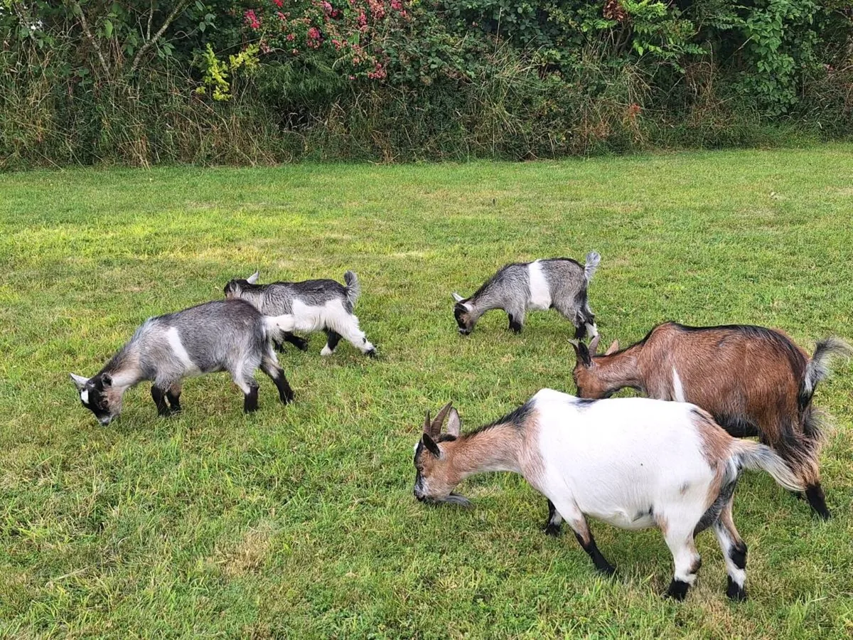 Pygmy kids goats - Image 3