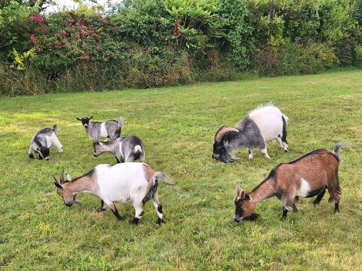 Pygmy kids goats - Image 4