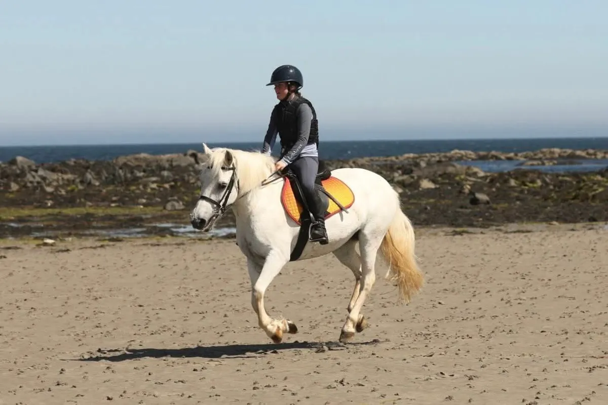 Pony - Image 1