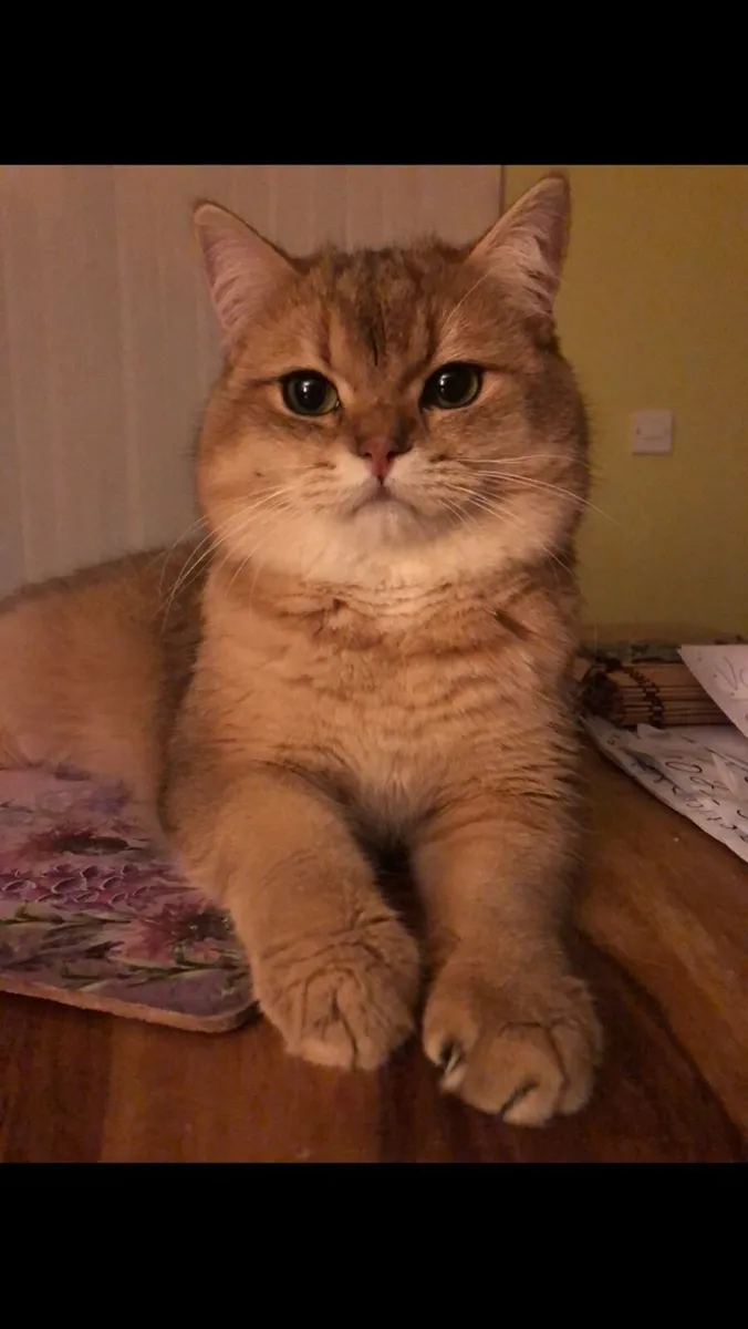 Cat - Image 3