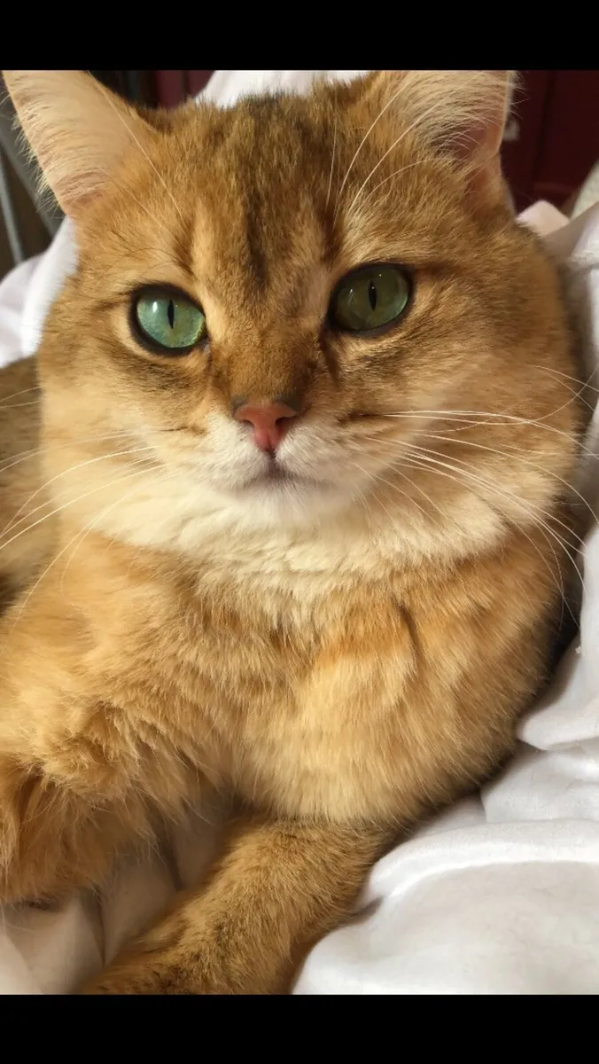 Cat - Image 2