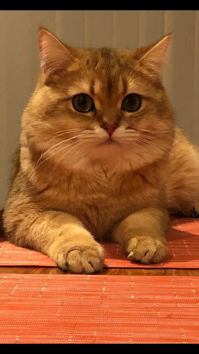 Cat - Image 4