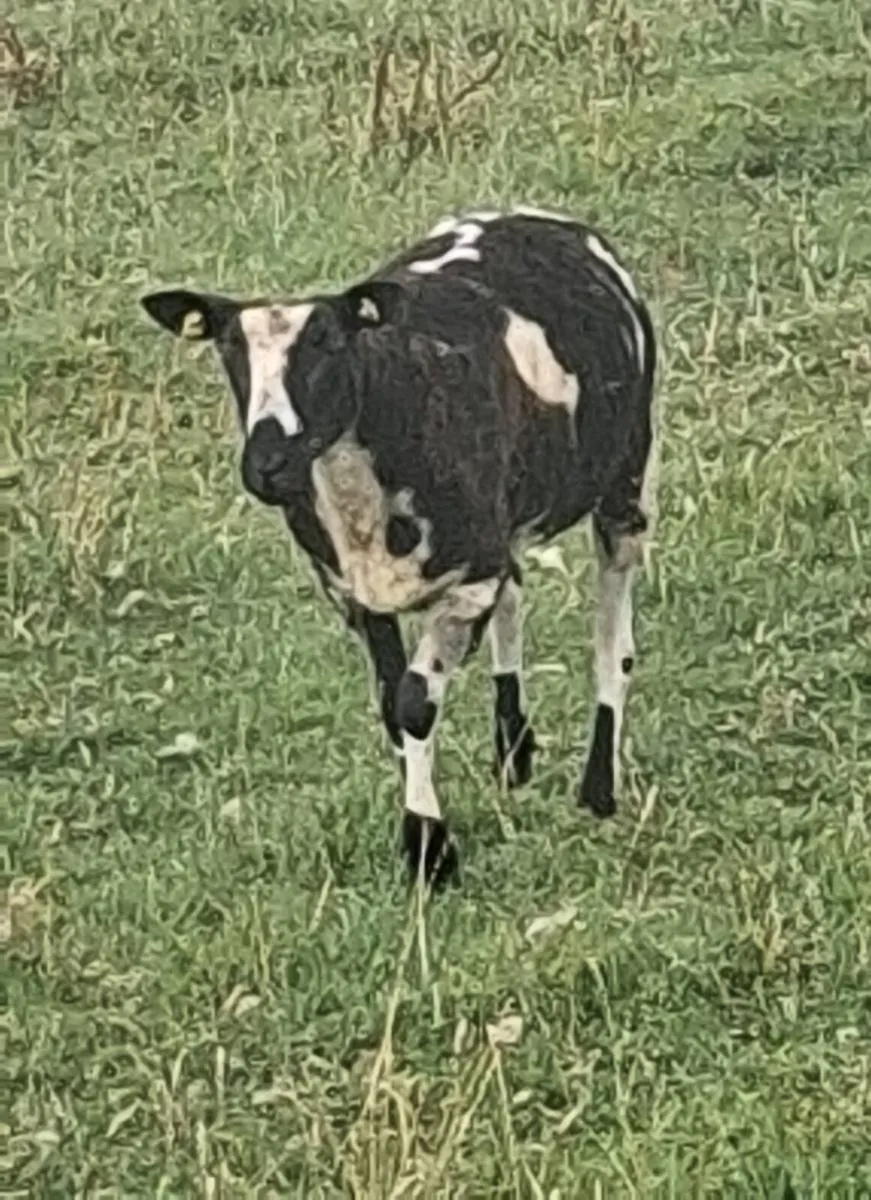 Ewe hoggets - Image 3