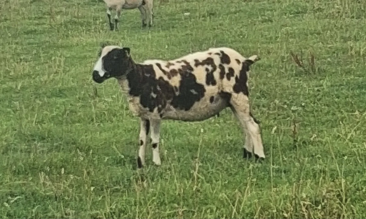 Ewe hoggets - Image 4