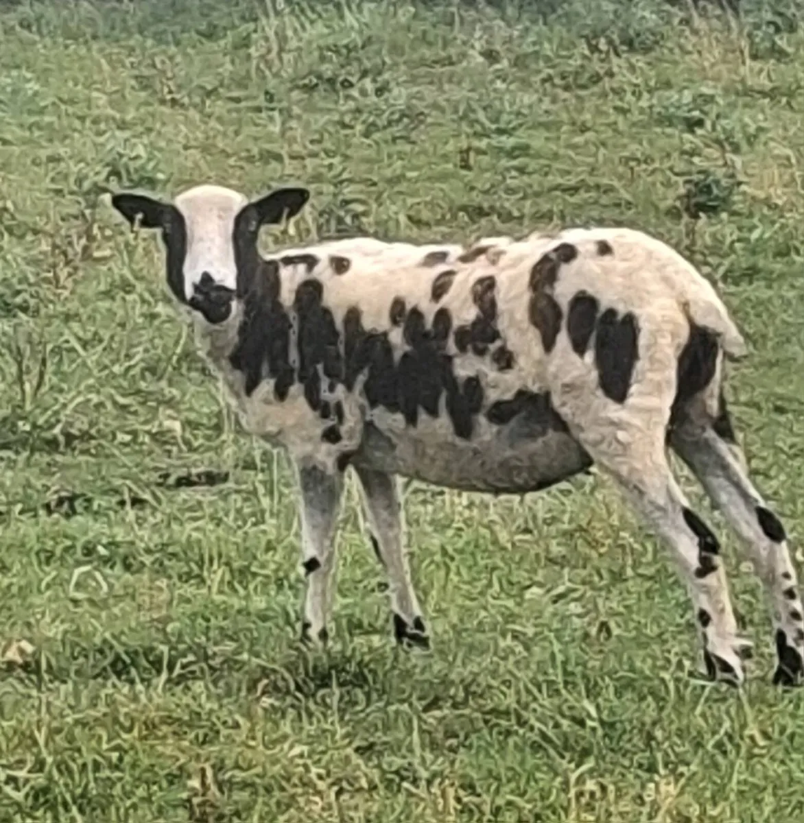 Ewe hoggets - Image 2