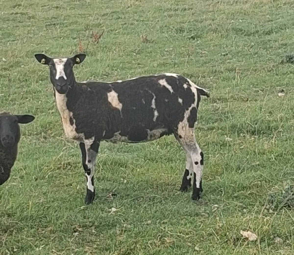 Ewe hoggets - Image 1