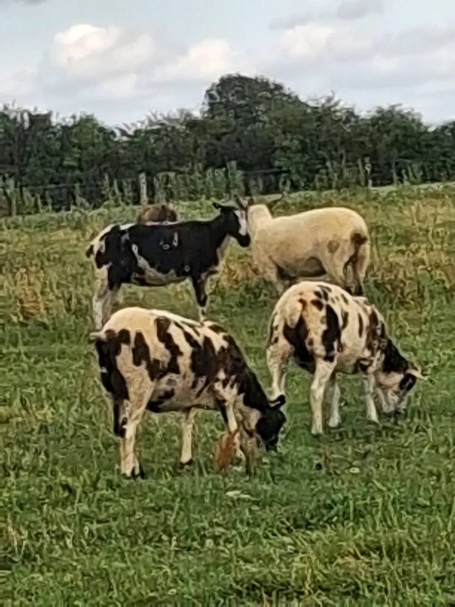 Ewe hoggets - Image 1
