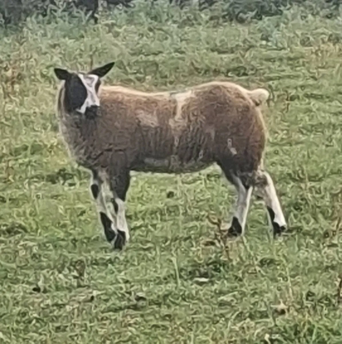 Ewe hoggets - Image 2