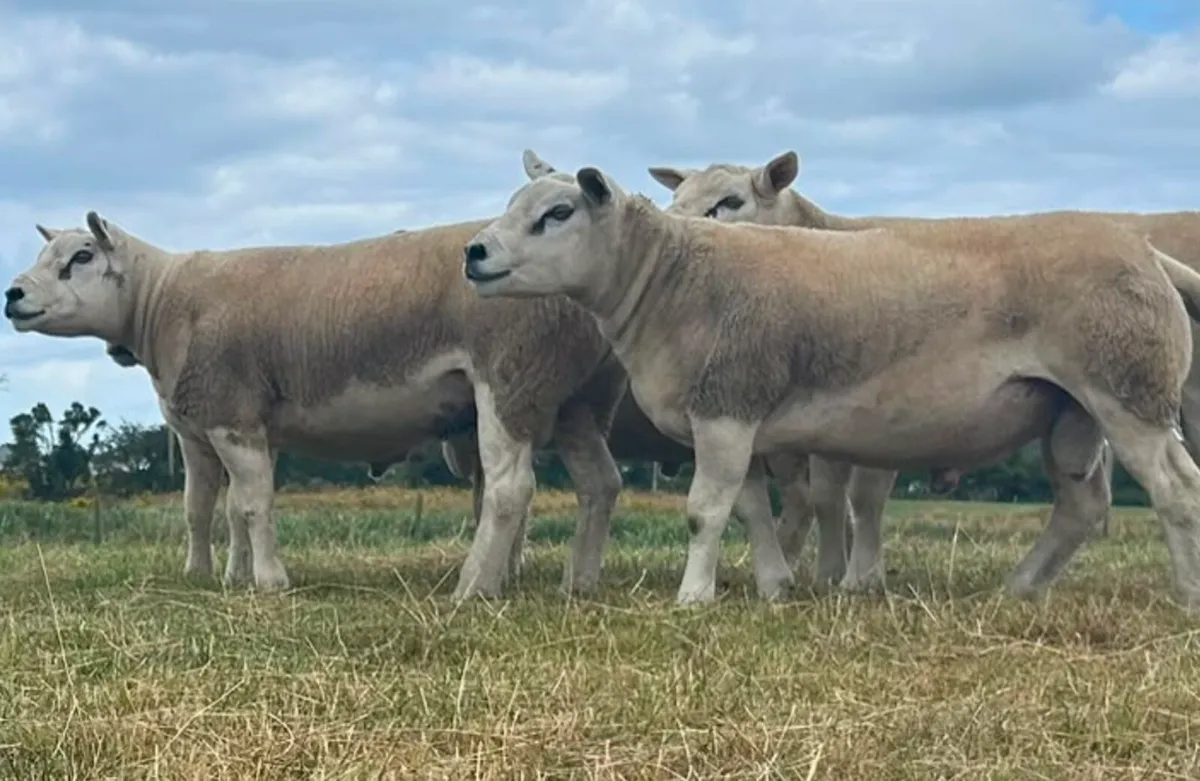 Texel sufftex chartex rams - Image 1