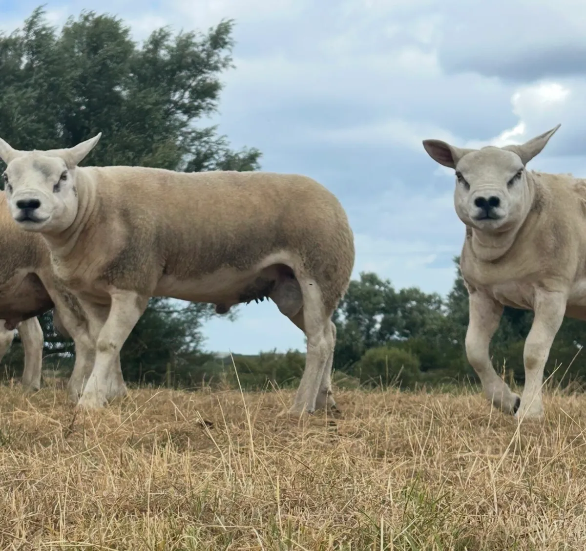 Texel sufftex chartex rams - Image 2