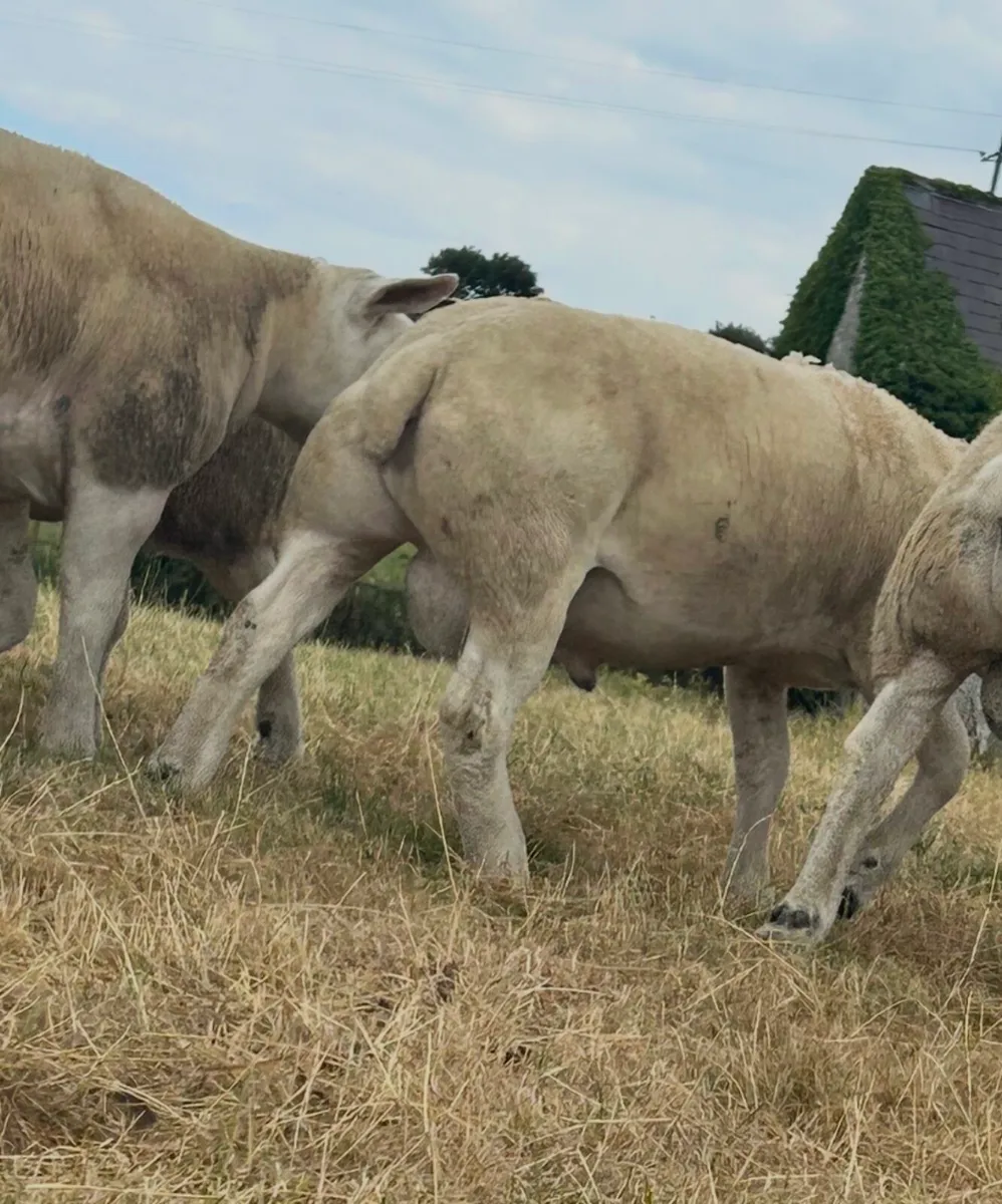 Texel sufftex chartex rams - Image 3