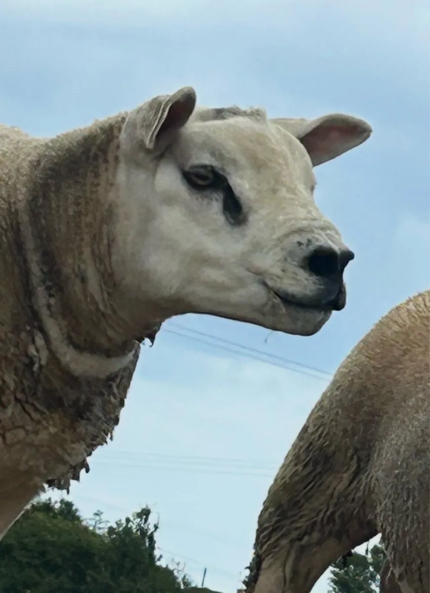 Texel sufftex chartex rams - Image 4