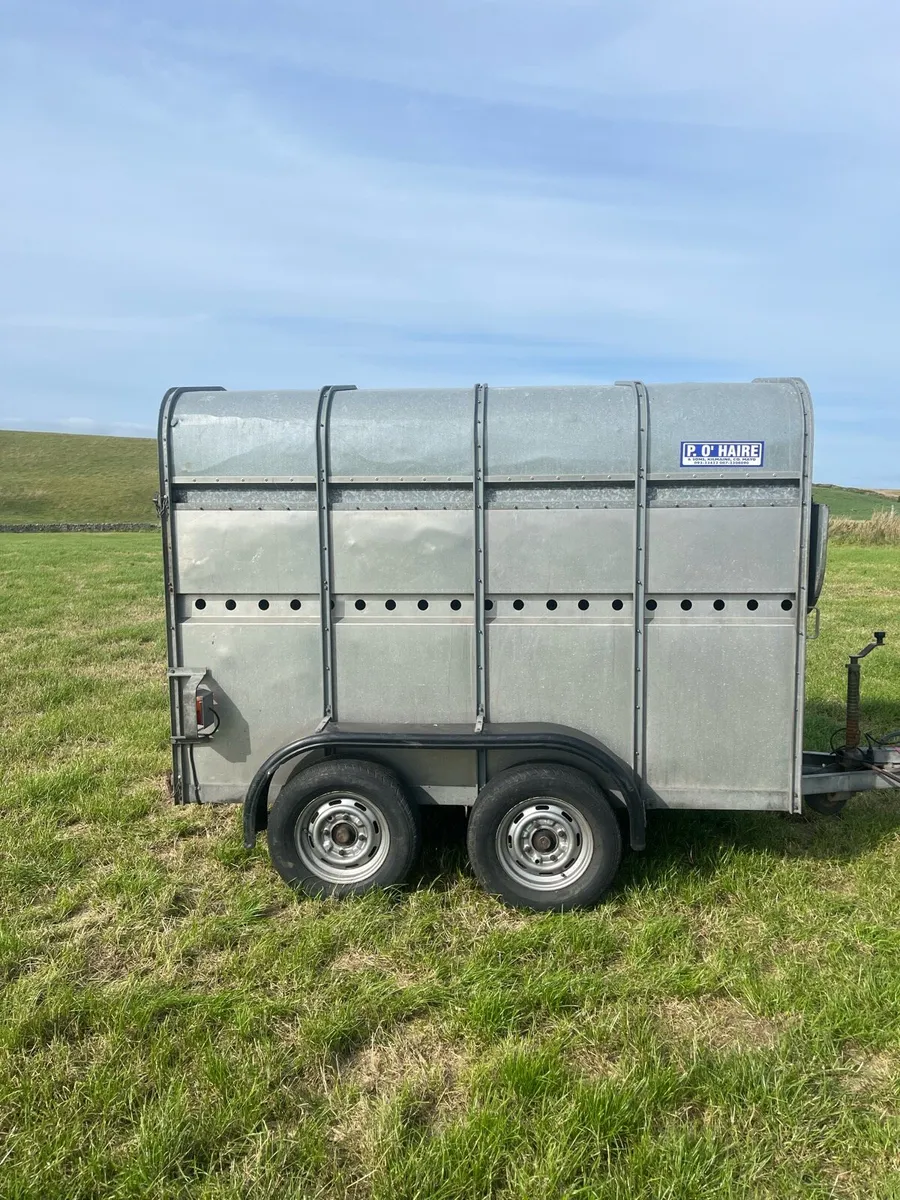 8x4ft7 cattle trailer for sale - Image 3