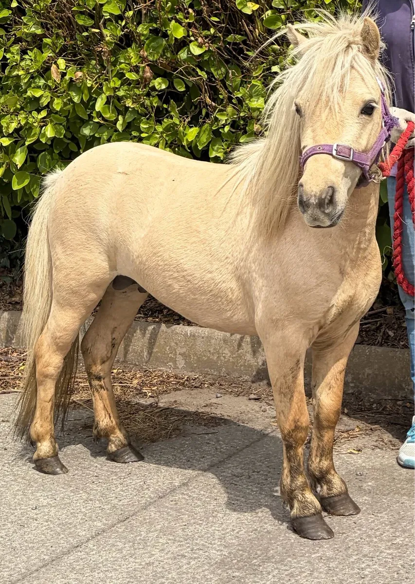 Palomino pony 34’’ high - Image 1