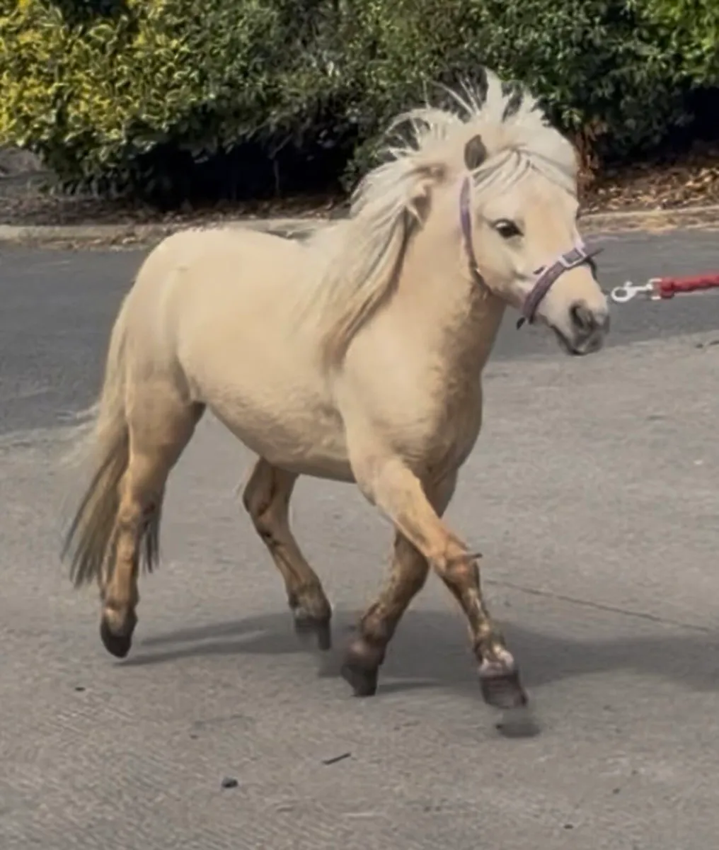 Palomino pony 34’’ high - Image 2