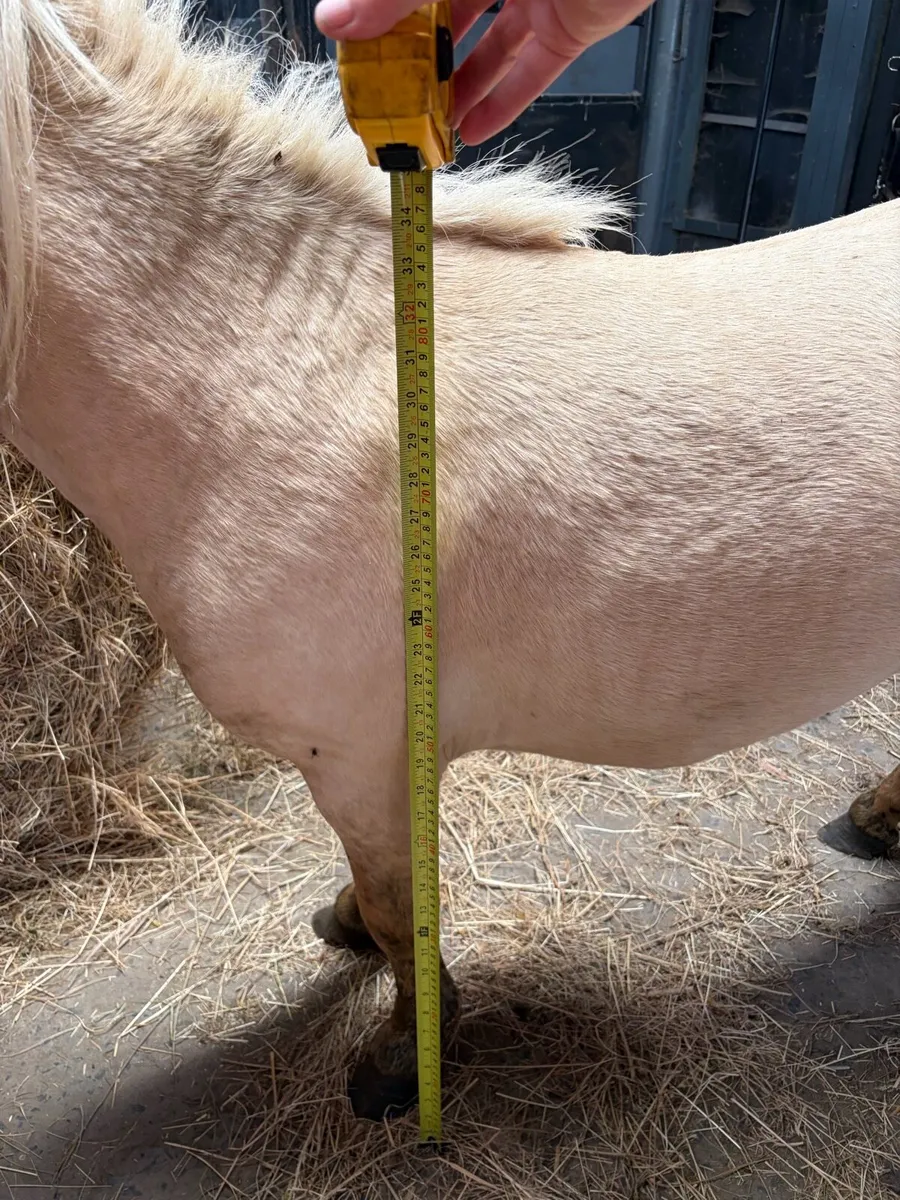 Palomino pony 34’’ high - Image 3